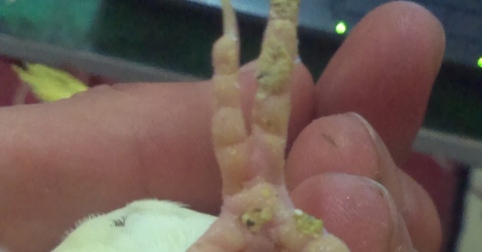 Hayvandostu Kus Hastaliklari Ayak Sisligi