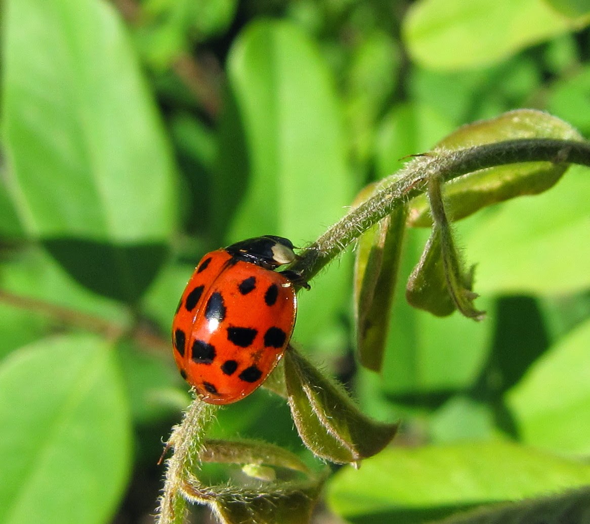 Interracial milf sex movies Asian lady beetle with fungus