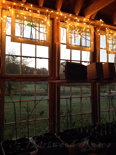 Hartwood Roses: Sunday Snapshot: Lights in the Greenhouse