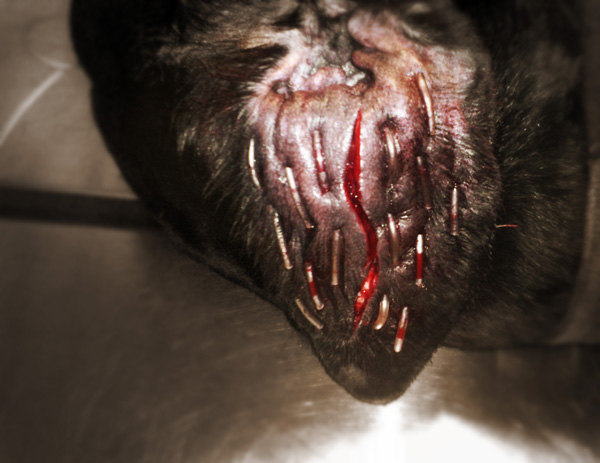 what causes ear infections in dogs ear infections in dogs symptoms causes and treatments breeds picture what causes ear infections in dogs ear infections in dogs symptoms causes and treatments breeds picture
