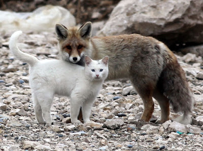Fox and the cat