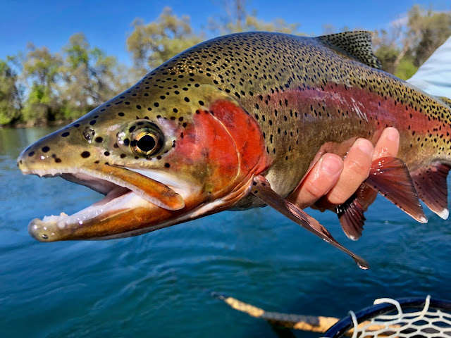 FOREST i Fish FT 50S Field Tune For Trout Sinking Minnow