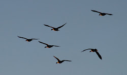 wings things undersides rising flying birds lights sun