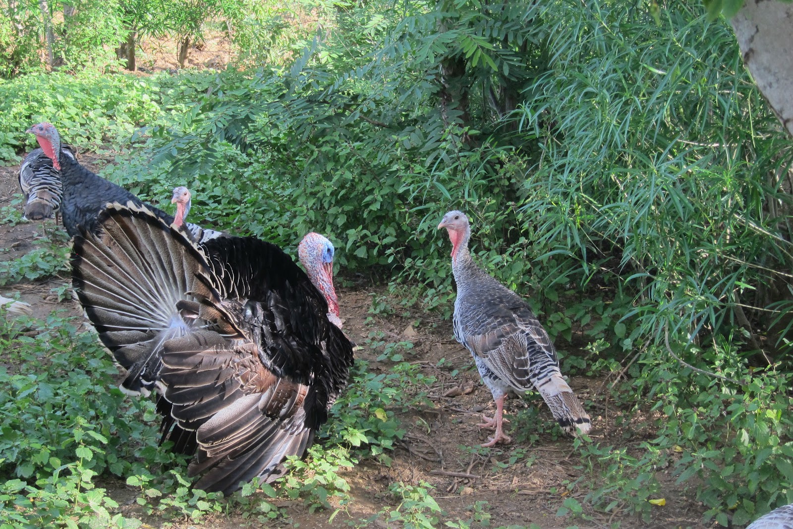 Koins for Kenya Turkeys and Chickens in Kenya