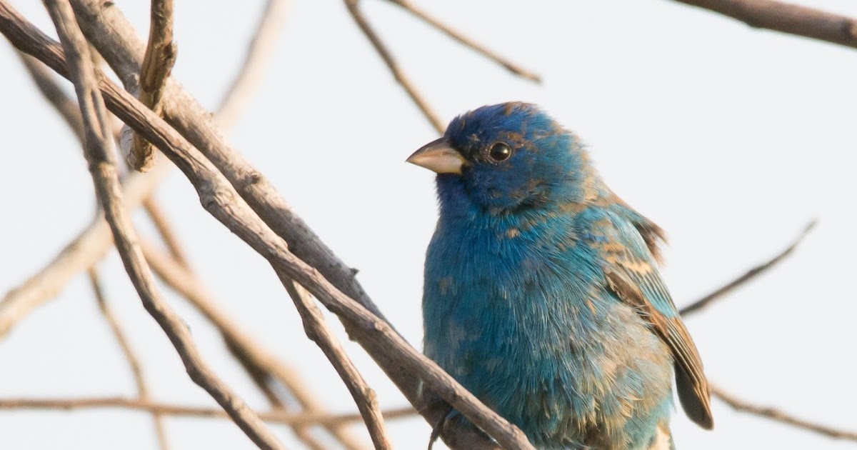 K B Srinivas Birding at Corpus Christi