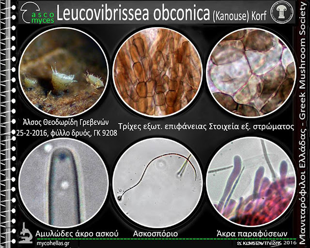 Leucovibrissea obconica (Kanouse) Korf
