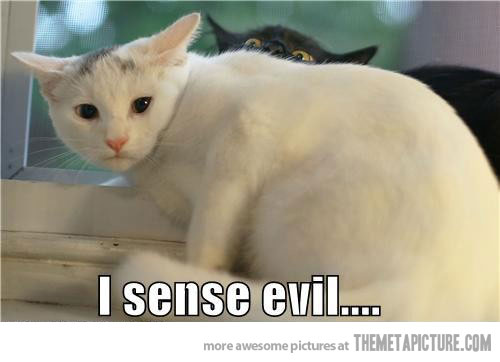 Are Black Cats Lucky Or Unlucky Are Black Cats Lucky Or Unlucky