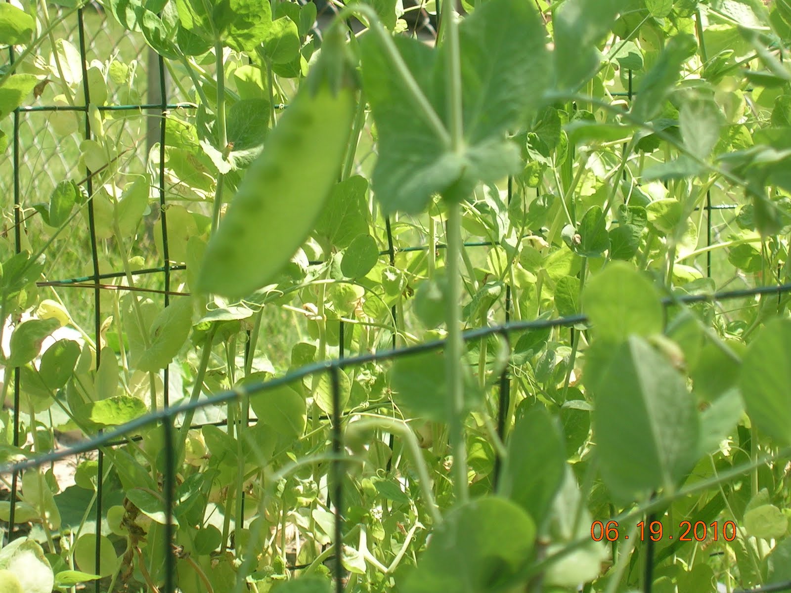 Georgia Home Garden: April 2011