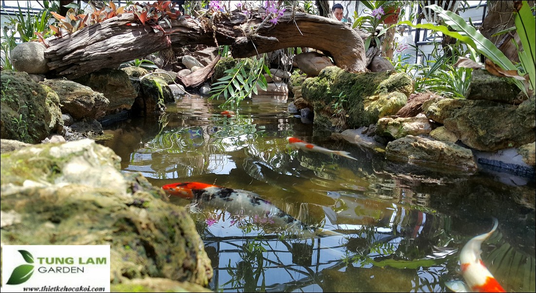 cai-tao-ho-ca-koi-pt5.jpg