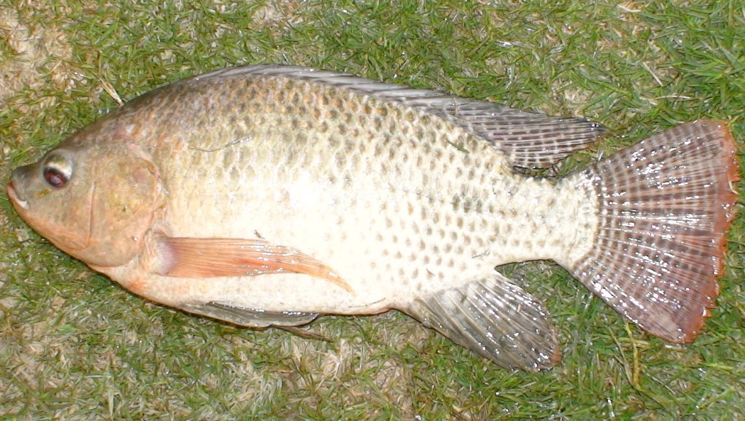 tilapia-in-koi-pond.jpg