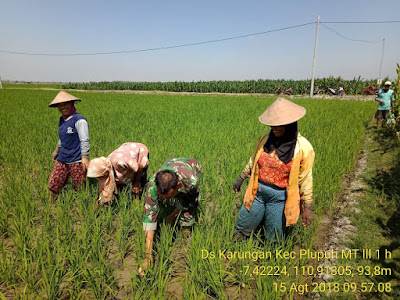 BABINSA CEK TANAMAN PADI PETANI