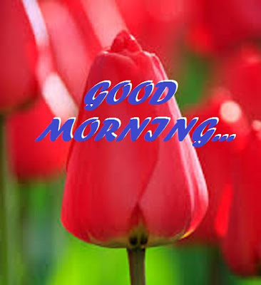 Good Morning Images With Flowers Good Morning Images With Flowers