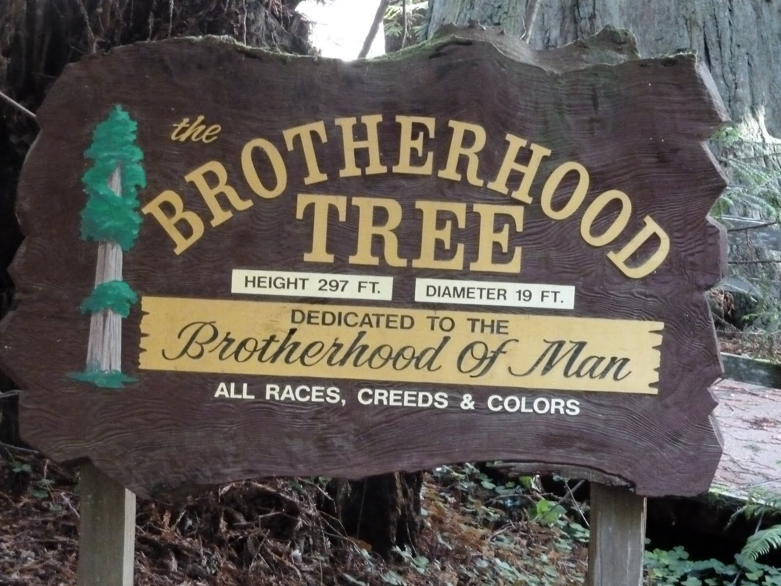 seniors walking across america DAY 47 TREES OF MYSTERY ORICK