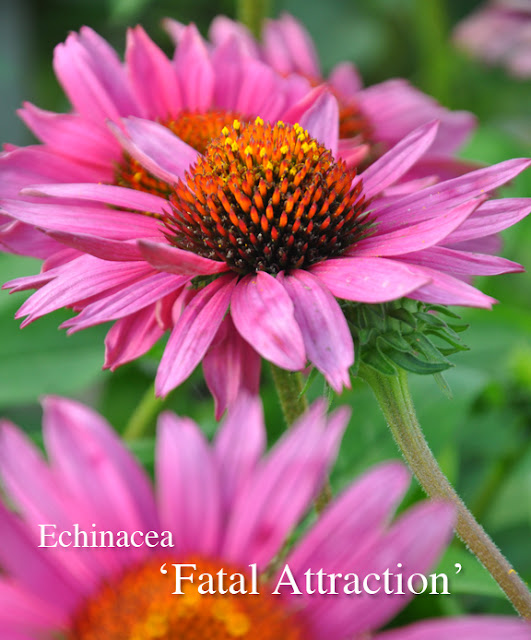 Three Dogs in a Garden Echinacea Plant them for the Bees & Butterflies