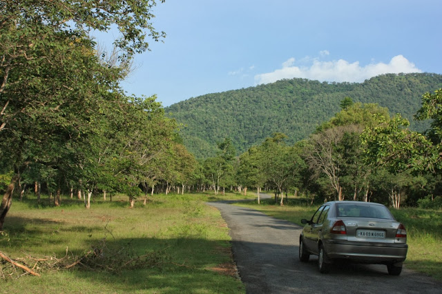 Forests at Hondarbalu check post, BRT tiger reserve Lush vegetation between Hondarbalu check post and K Gudi inside BRT tiger reserve in Karnataka