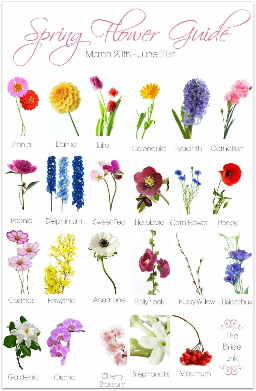 flower pictures and names flower pictures and names