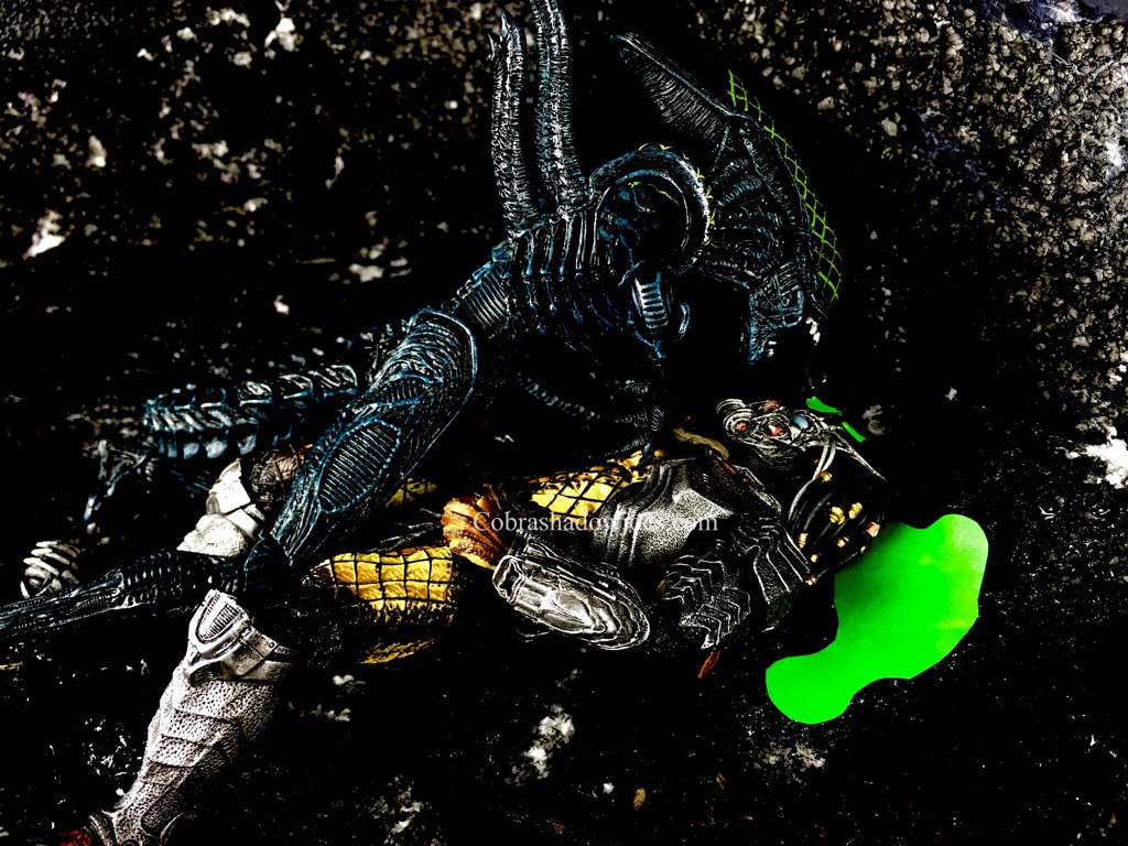 Download Alien Vs Predator Celtic And Grid Faces Wallpaper
