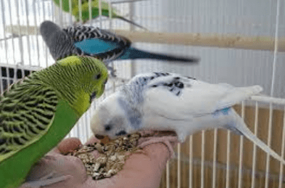 cara perawatan burung lovebird