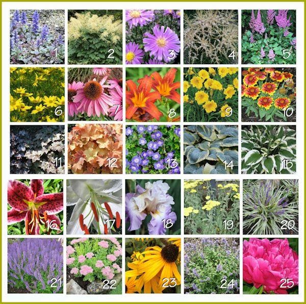 A GUIDE TO NORTHEASTERN GARDENING Landscape Perennials Reference Chart