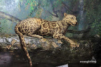 museum zoologi bogor