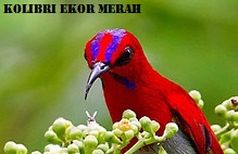 4000+ Gambar Burung Sepah Raja HD 4000+ Gambar Burung Sepah Raja HD
