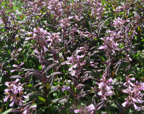 Penstemon Dark Towers