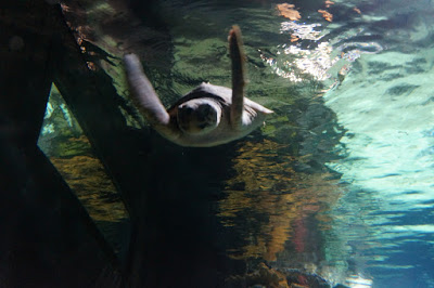 Oceanario-Parques das Naçoes-Lisbonne-Portugal