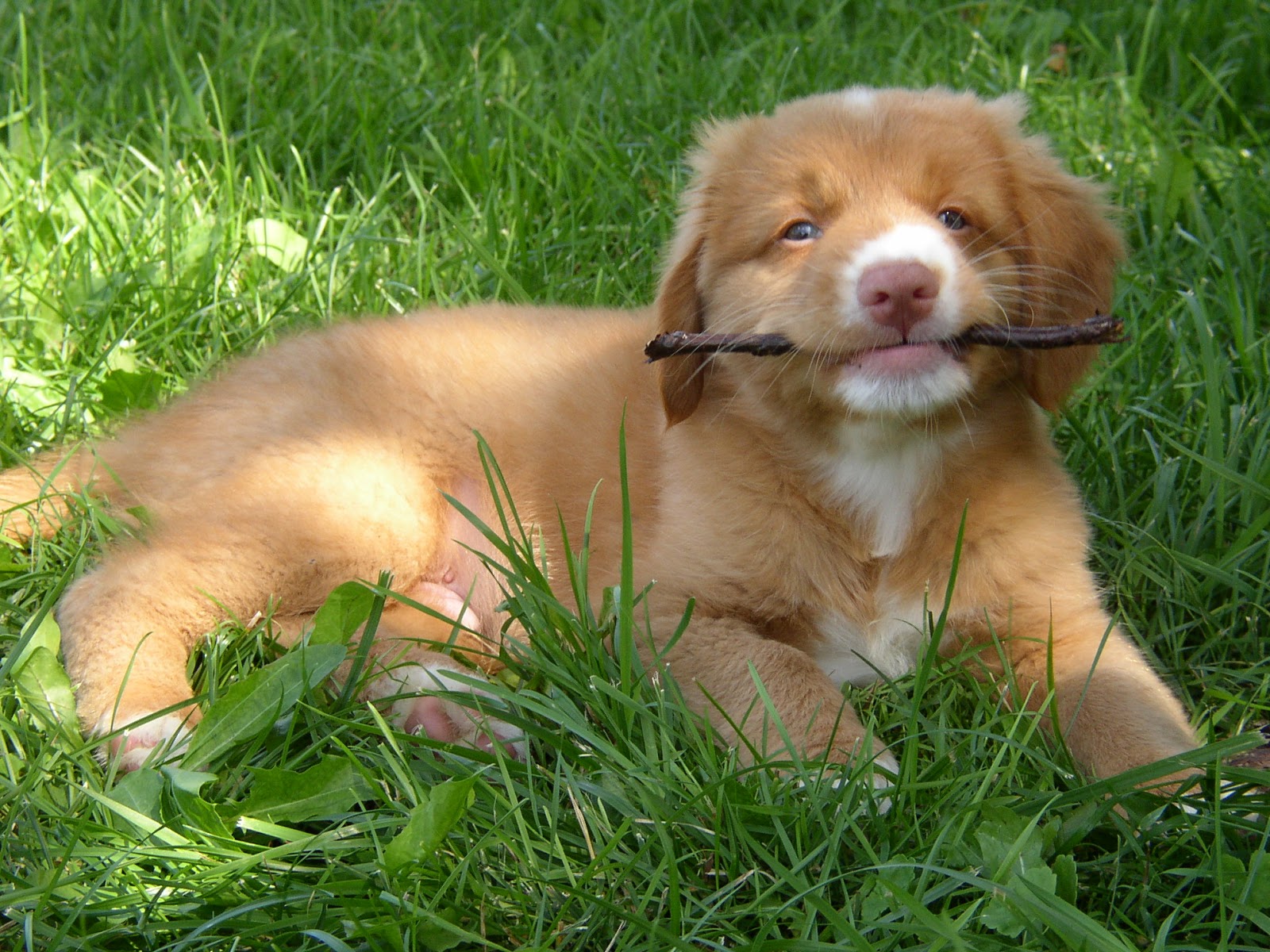 80 Names for Nova Scotia Duck Tolling Retrievers The Modern Bark Dog Training Tips 80 Names for Nova Scotia Duck Tolling Retrievers The Modern Bark Dog Training Tips