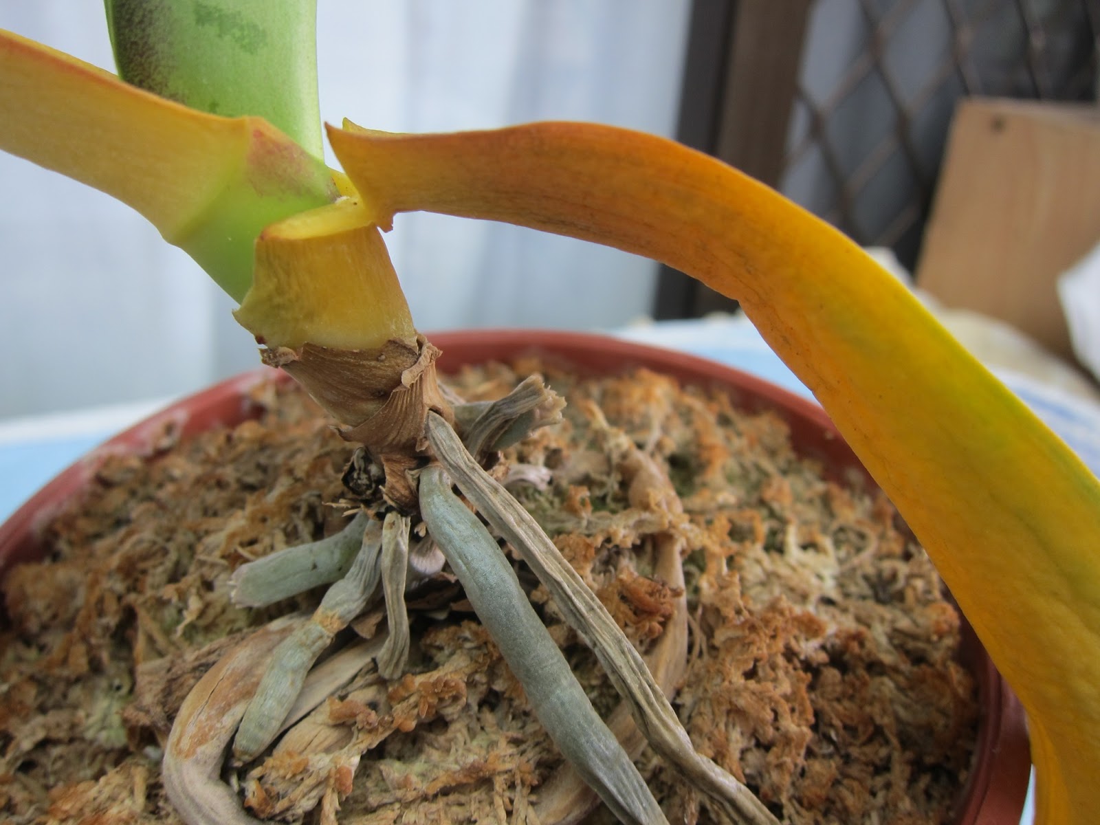 Tonyz Orchid Garden Common Diseases for Orchid