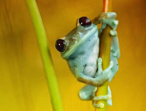 13-Wil-Mijer-Frog-Macro-Photography-www-designstack-co