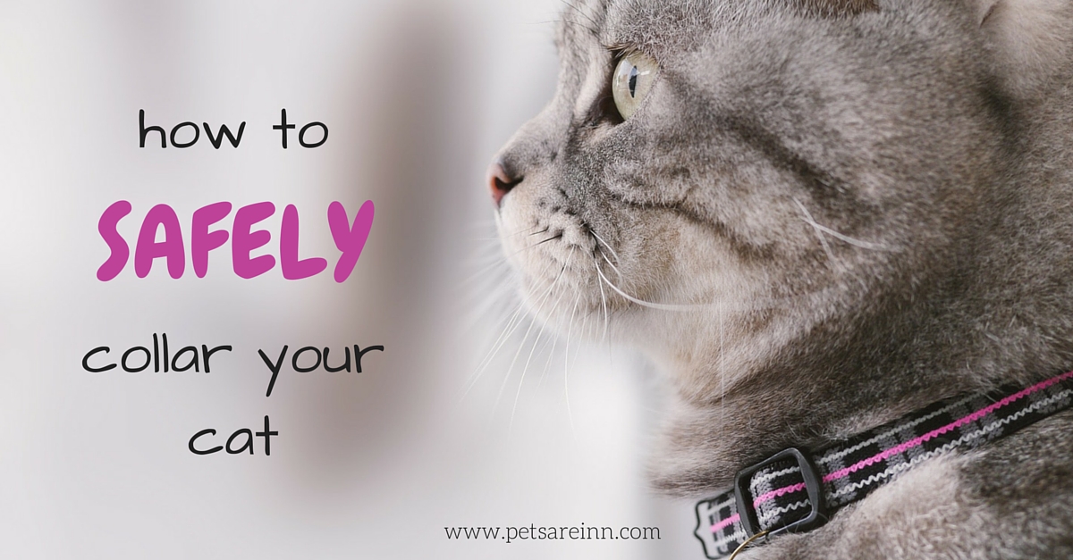 How to Safely Collar, Tag and ID Your Cat