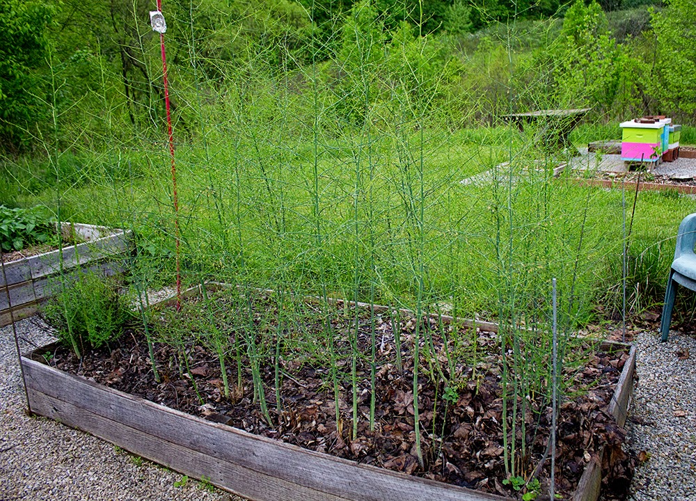 Rurification Robin Edmundson Asparagus, Year 2
