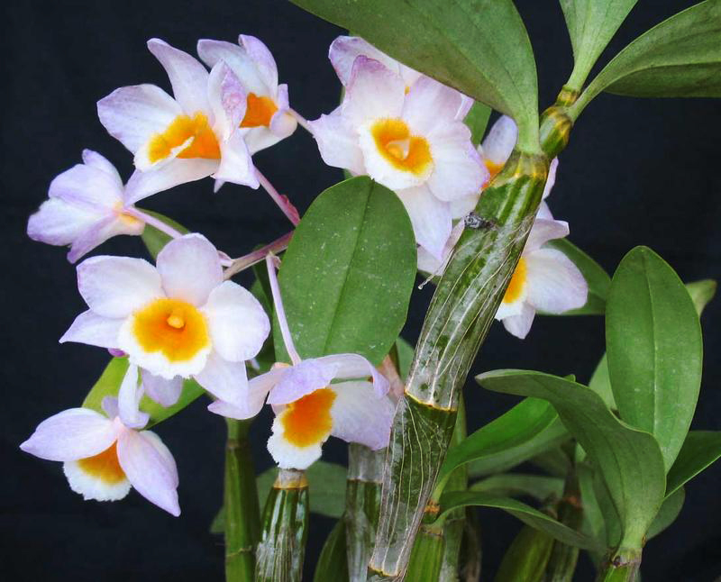 Một số loại Lan Thủy Tiên (Lan kiều) phổ biến. Một Số Loại Lan Thủy Tiên (Lan Kiều) Phổ Biến.