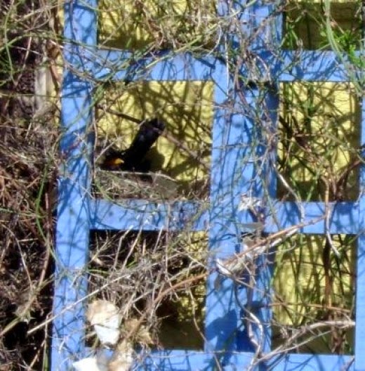 Nesting blackbird