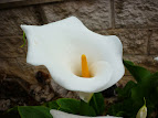 Zantedeschia aethiopica