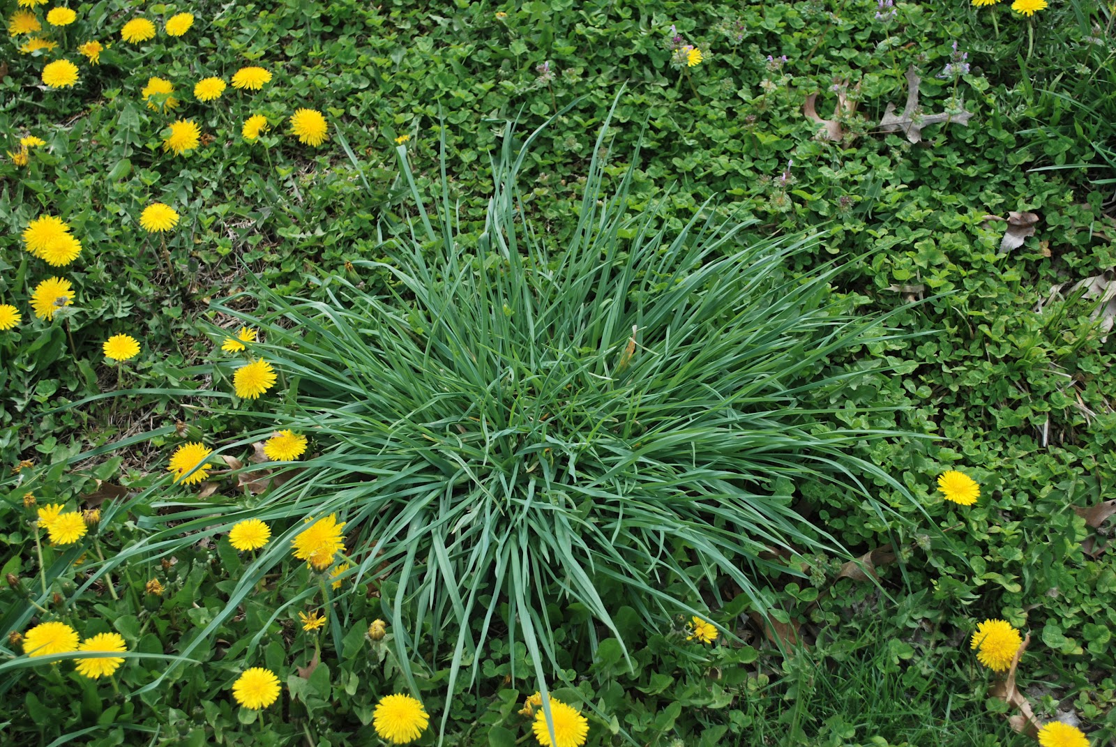 The Grass Rhizome Turf Type Tall Fescue Vs Kentucky Tall Fescue