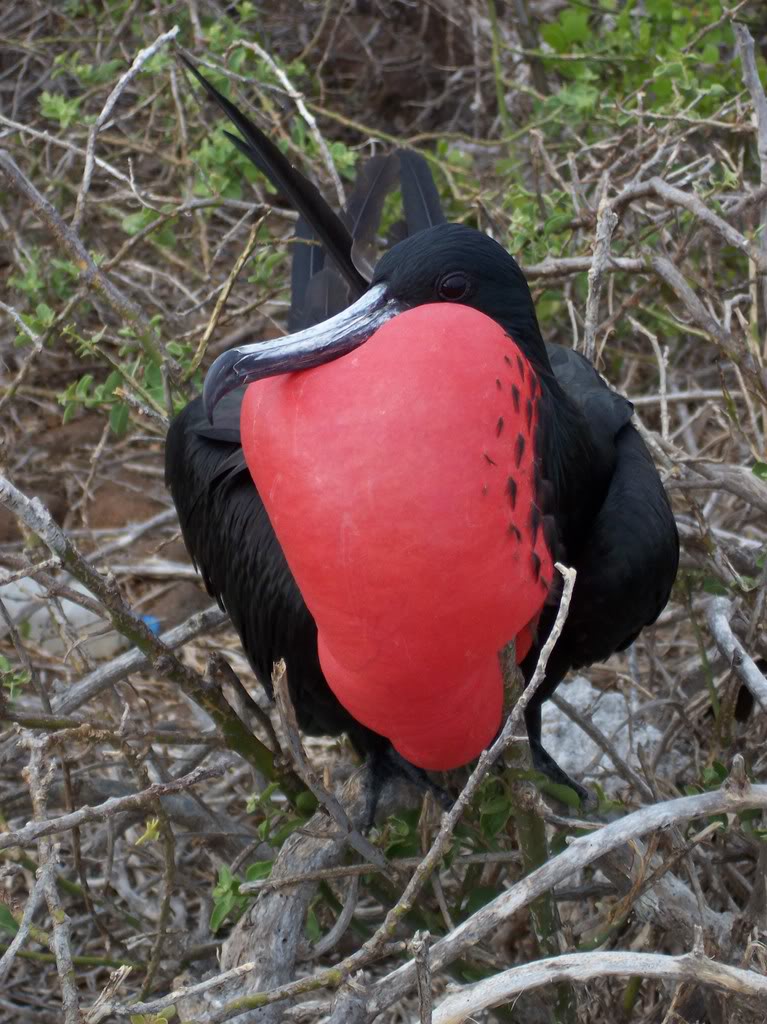 Frigate bird courtship display. Frigate bird courtship display.