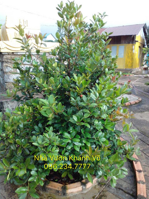 Cây cherry nhiệt đới trồng chậu ra trái tại Việt Nam 43400848_2172106609711666_1533202706473156608_n