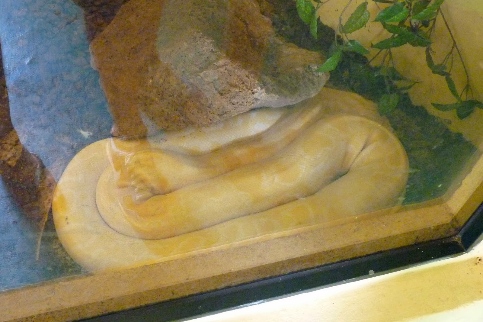 Krazy World, Reptilario. Krazy World, Reptilario.