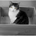 A Cat, a Box and a Riddle – Schrodinger’s Cat