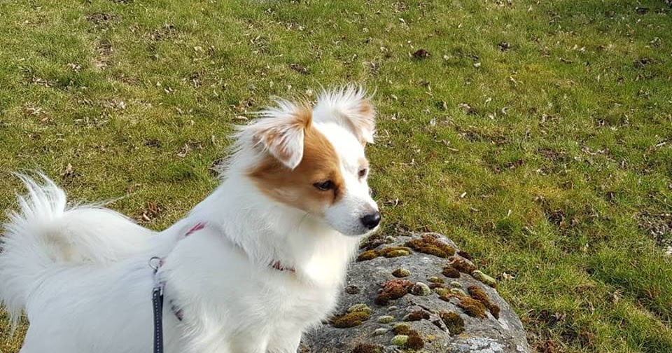 Warum halte ich eigentlich Hunde?