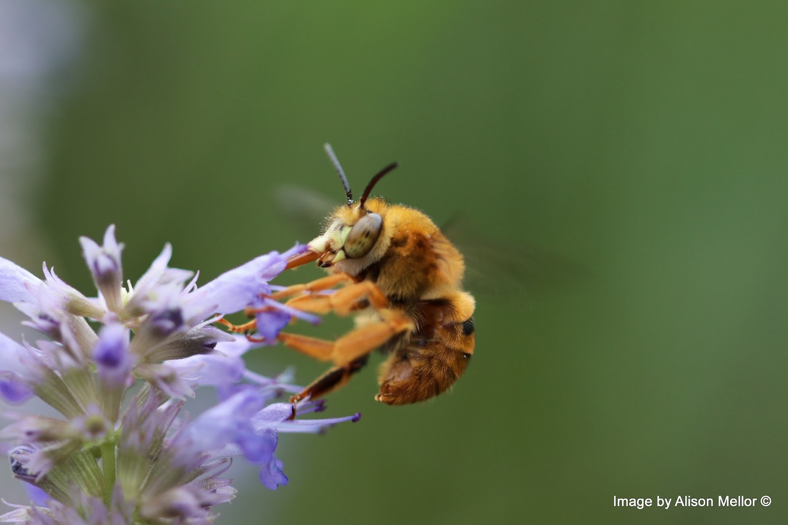 Gardening to attract native bees Growing Illawarra Natives