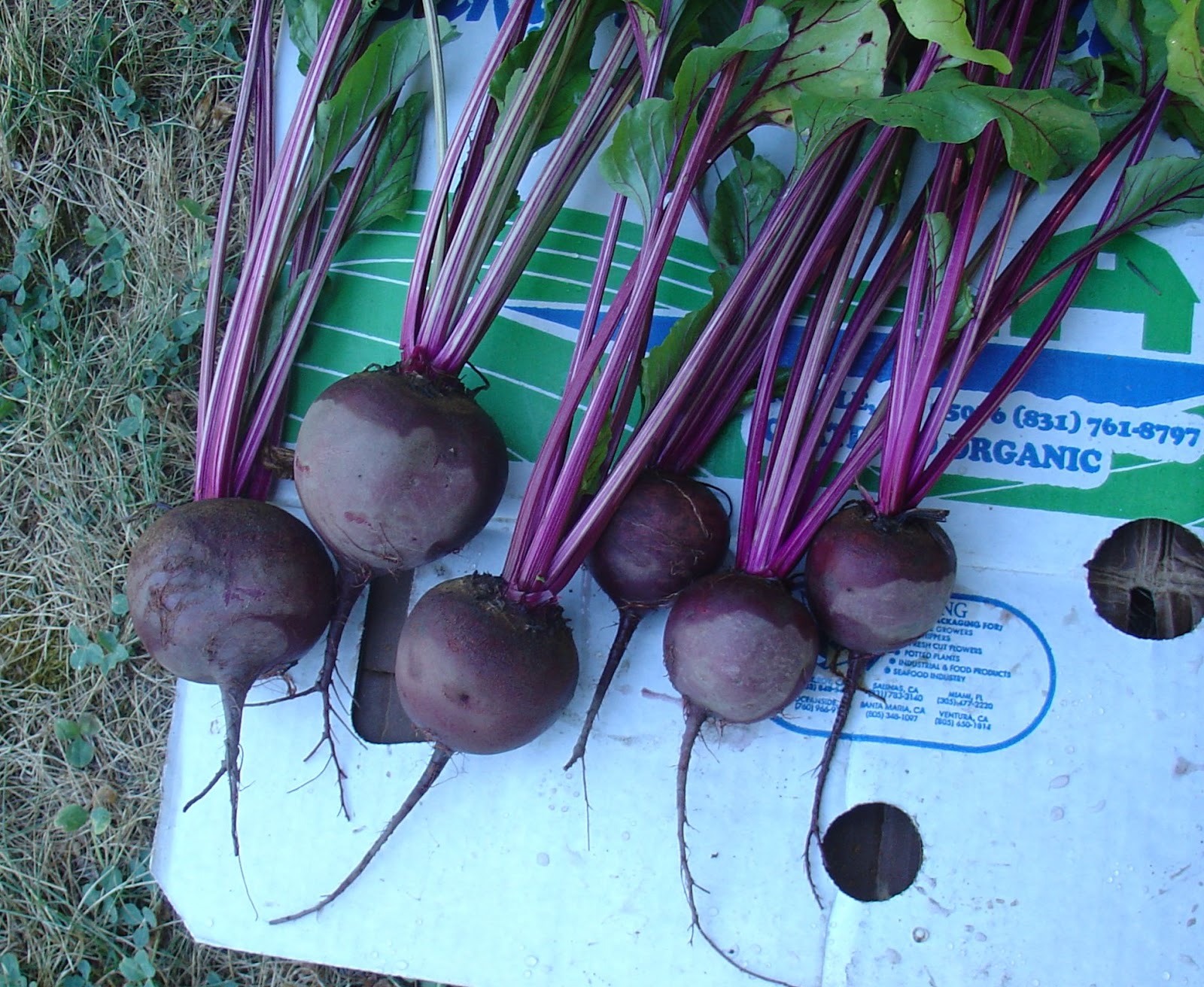 Сорт chioggia свекла. Белая свекла название. Клубень свеклы. Лучшие сорта свеклы для хранения на зиму. Гибрид свеклы.