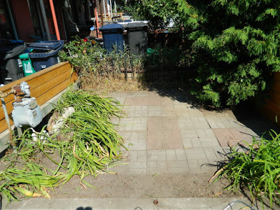 Little Portugal summer garden cleanup by Paul Jung Gardening Services Toronto after Little Portugal summer garden cleanup by Paul Jung Gardening Services Toronto after