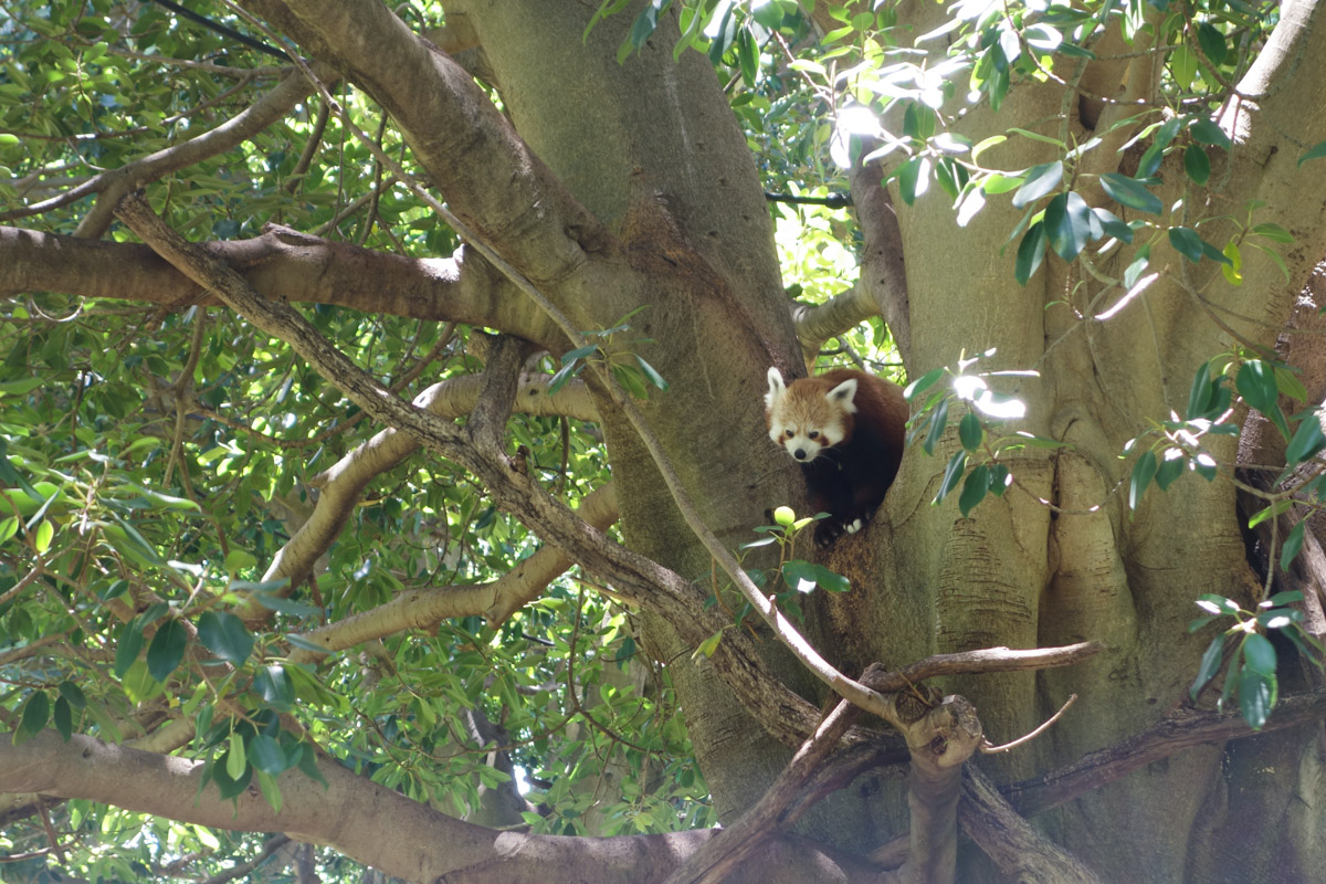 the indolent cook a day at perth zoo