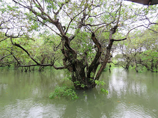 Ratargul Swamp Forest