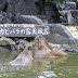 Izukogen - Omuro mount - Shaboten Zoo