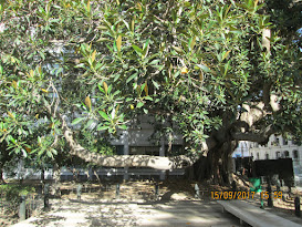 شجرة مَهيبة، شارع باريس، تونس العاصمة.