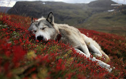 wolf wallpapers animal greywolf wild
