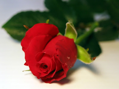 https://4.bp.blogspot.com/-bdmXBFgAYsU/TVi8YvCbQVI/AAAAAAAAA9k/l7gUpbyBsjY/s400/175_b_3.jpg